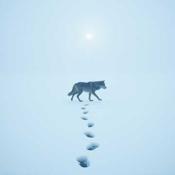 Bitlo.ru - серый волк