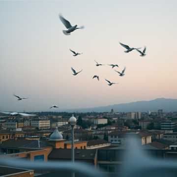 Bitlo.ru - Голуби Ленинакана