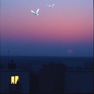 Bitlo.ru - Птицы-Провокации